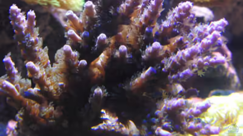 Acropora von Steffen Ruck (34)