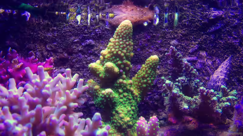 Acroporas und Seehase am ??berlaufkamm von Lukas23 (9)