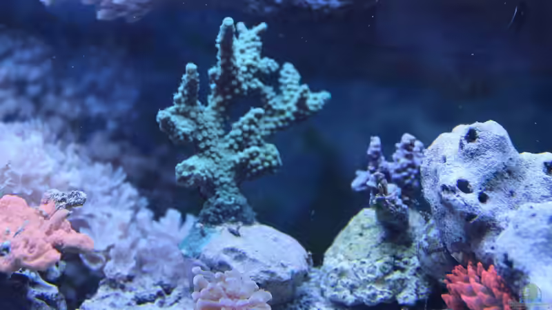 Acroporas von Jane Vogeler (75)