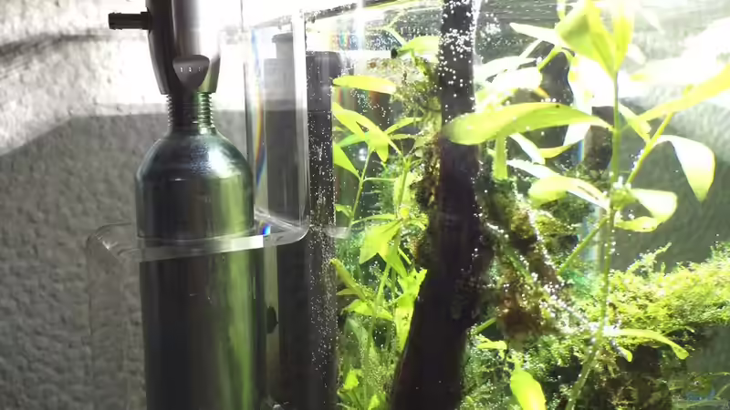 ADA Clear Stand von Ayahuasca (162)