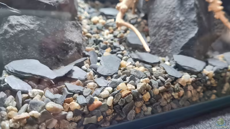 ADA Gravel rocks von David Schneider Aquaristik (17)