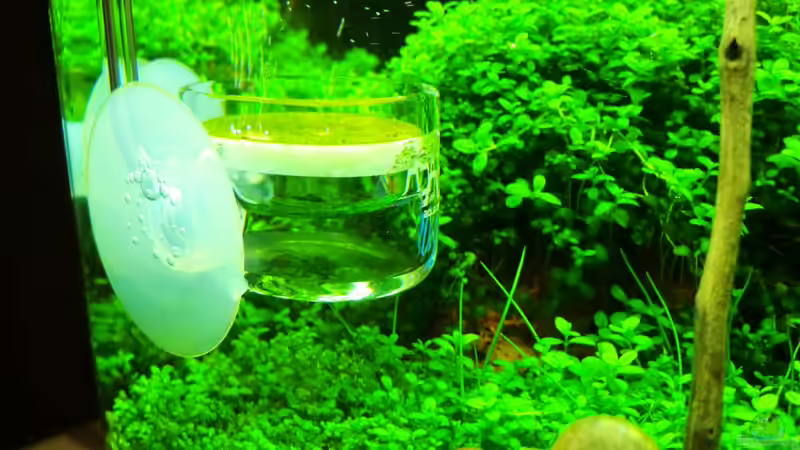 ADA Pollen Glass Beetle, Diffusor, 30 mm von Walde (81)