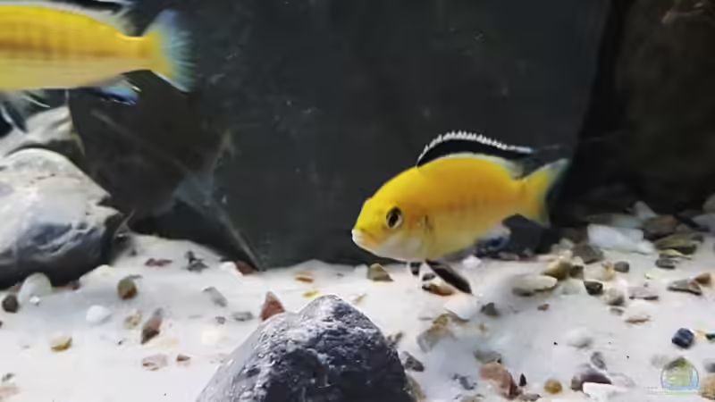 Adaptive Radiation: Die Anpassung der Arten