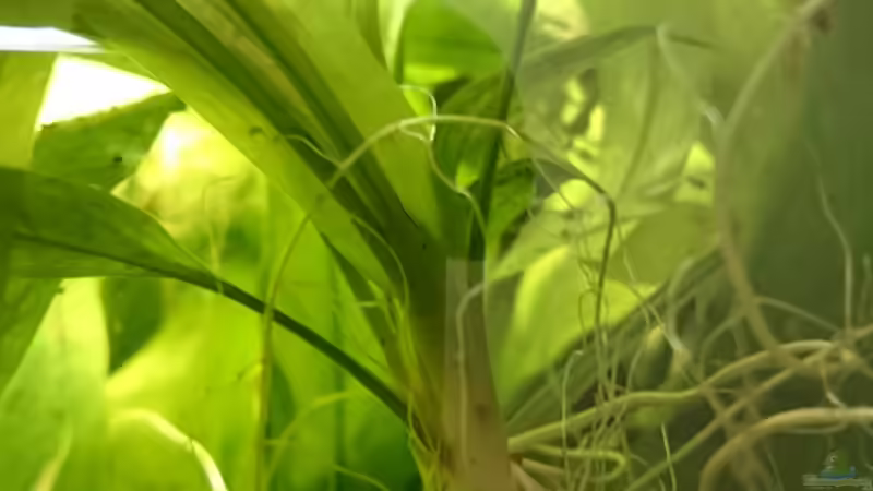 Adaptivpflanze  von JohannesDD (25)