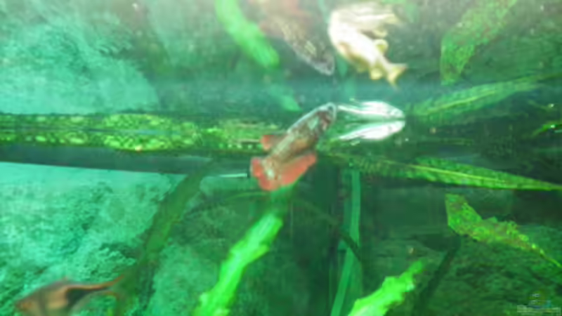 Adele... von Thomas Ahrens (21)