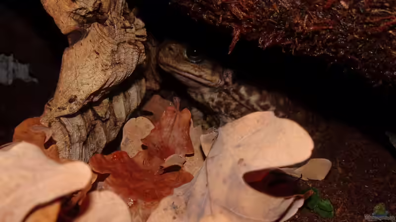 Adelheit traut dem Ganzen noch nicht von Cichliden-Kabuff (13)