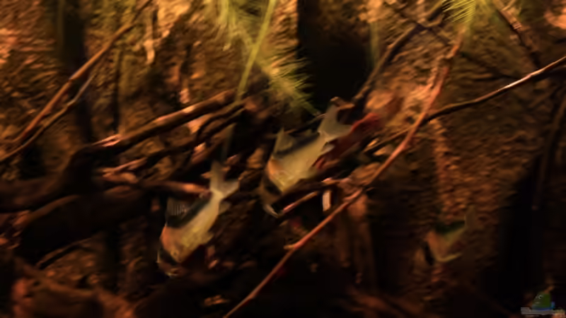 Adolfos entspannt im Becken von Florian Bandhauer (50)