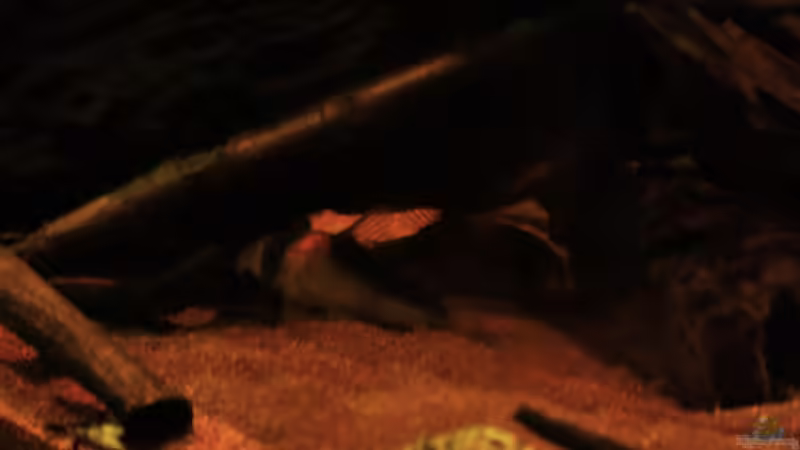 Adolfos Panzerwels von Bämbel (43)