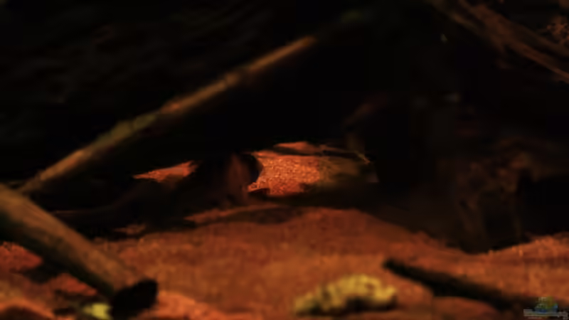 Adolfos Panzerwels von Bämbel (44)