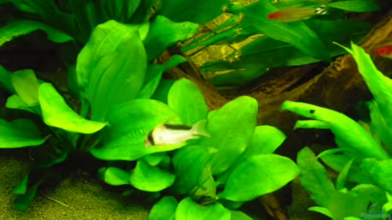 Aquarien mit Corydoras adolfoi (Adolfos Panzerwels)