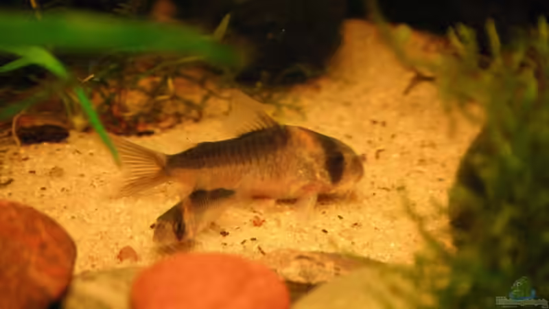 Adolfos Panzerwelse von Kamenko (43)