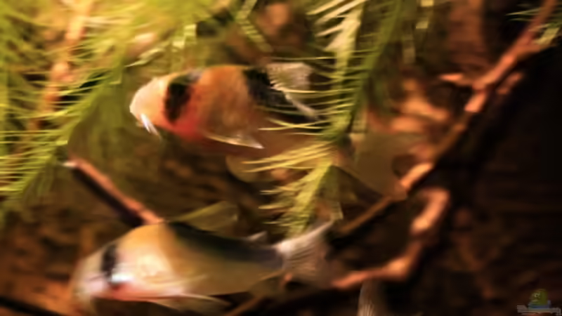 Adolfos überall;-)) von Florian Bandhauer (51)