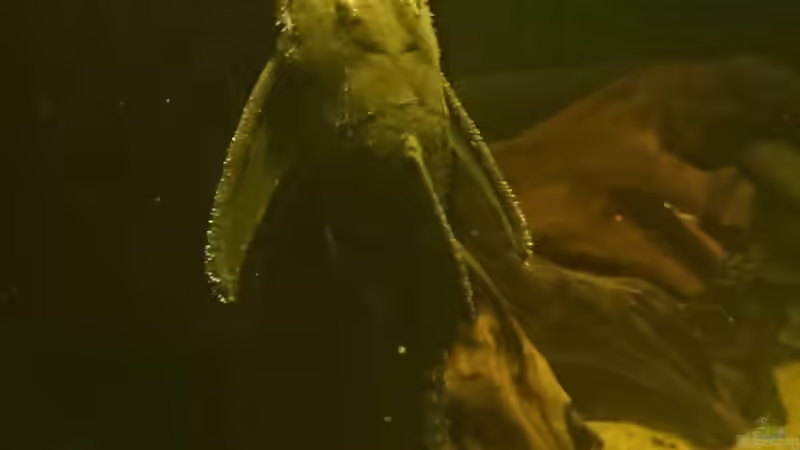 Adonis von kellerkind (81)