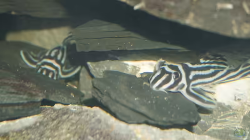 Adulte Männchen von Thomas De Vries (8)