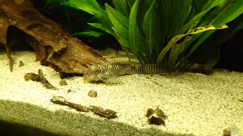 adulter L66 (Januar 2016) von Wolly (34)