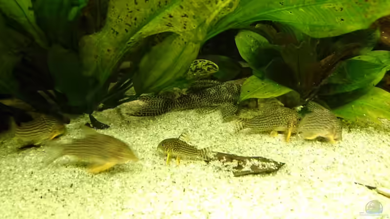 adulter L66 (Januar 2016) von Wolly (35)