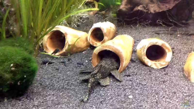 adulter männlicher Antennenwels von GothRiderz (15)