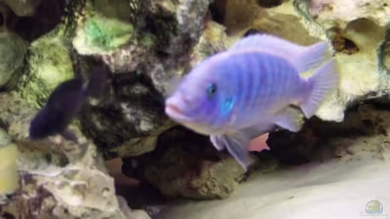 Adultes Männchen M. estherea F1 von Christoph Gesing (7)