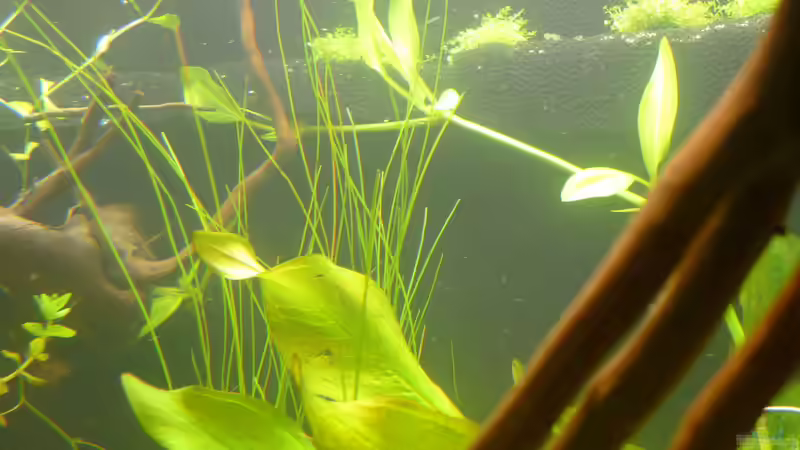 Adventivpflanzen der Echinodorus von Stefan E. (10)