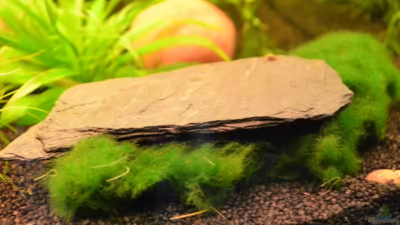 Aegagropila linnaei (als Bodendecker) von Jan Marc (2)