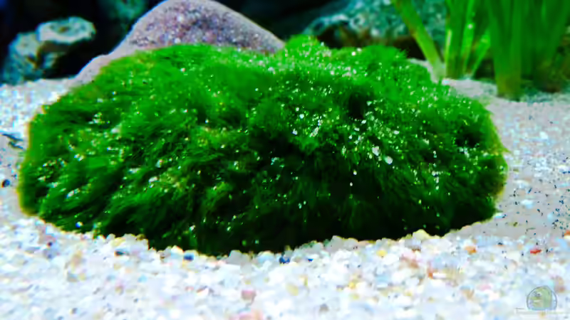 Aegagropila linnaei im Aquarium (Einrichtungsbeispiele mit Algen-Ball)