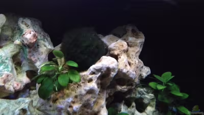 Aegagropila linnaei (Moosball) von similis (24)