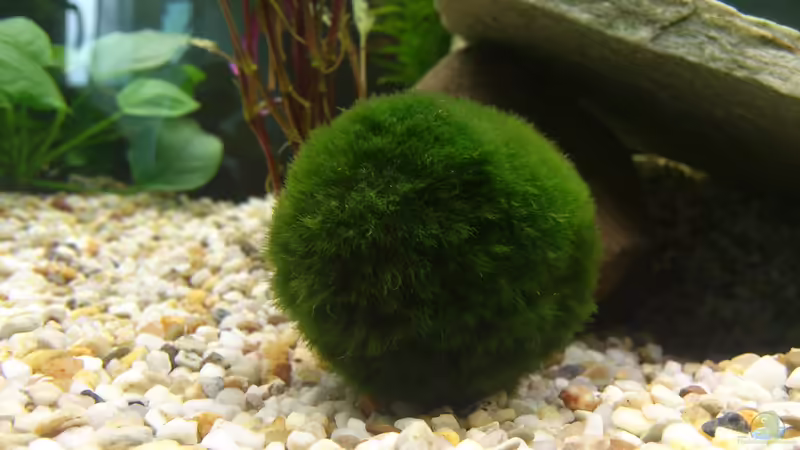 Aegagropila linnaei von Christian Kleinhenz (12)