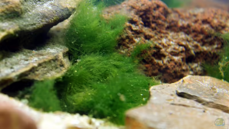 Aegagropila linnaei von Falk (8)