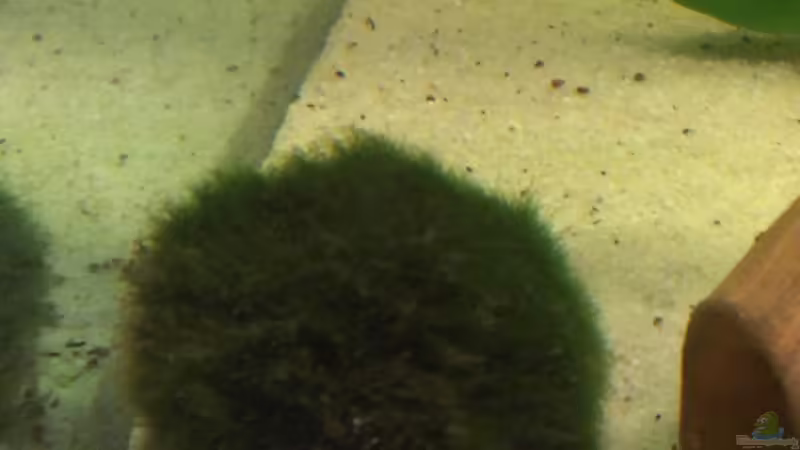 Aegagropila linnaei von Jan H. (18)