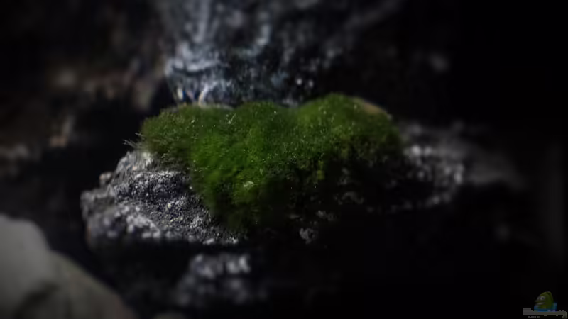 Aegagropila linnaei im Aquarium (Einrichtungsbeispiele mit Algen-Ball)