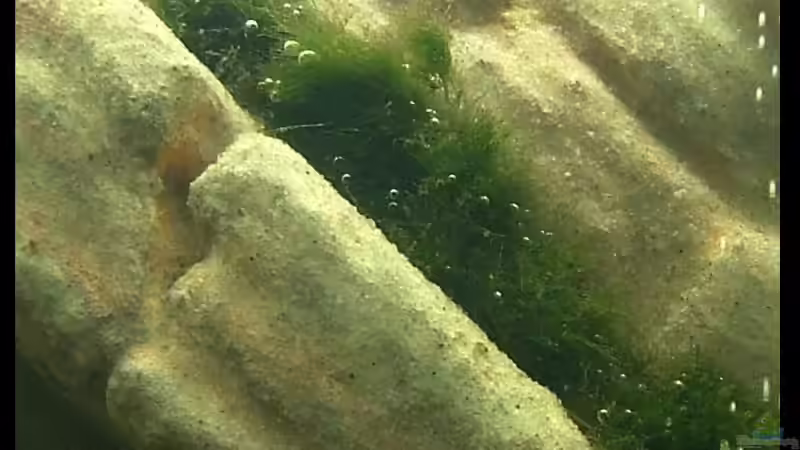 Aegrophila in die Felsritze gestopft... von Palo (12)