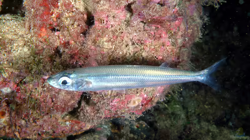 Ährenfische: Das ist der Ursprung des Namens