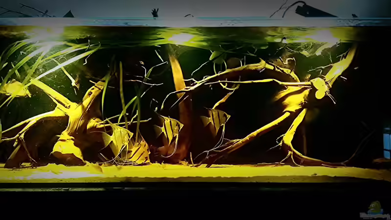 älteres Bild,noch ohne Aufbau von Sebastian Müller (60)