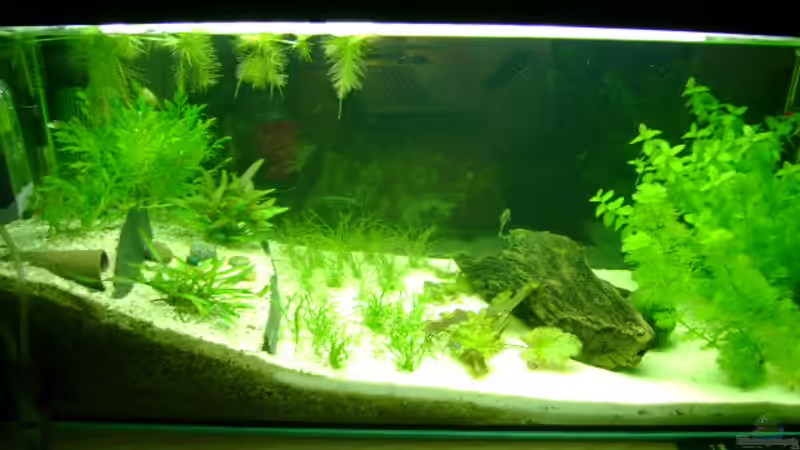 älteres Bild von Karin Wolff (6)