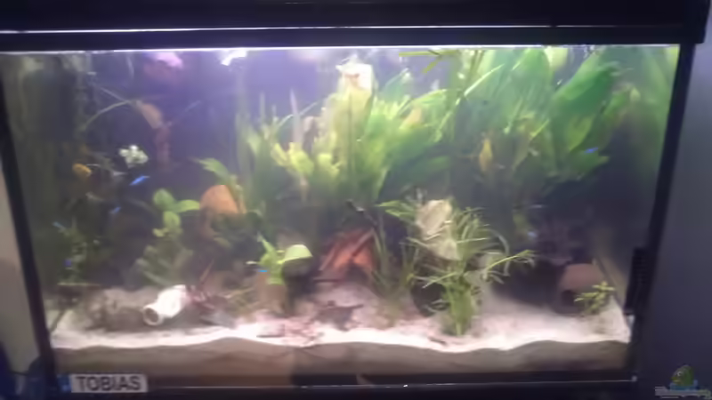 älteres Bild von Tobi L. (8)