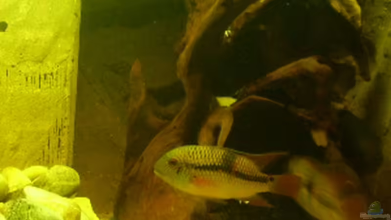 Aequidens diadema im Aquarium halten (Einrichtungsbeispiele für Diadem-Buntbarsche)