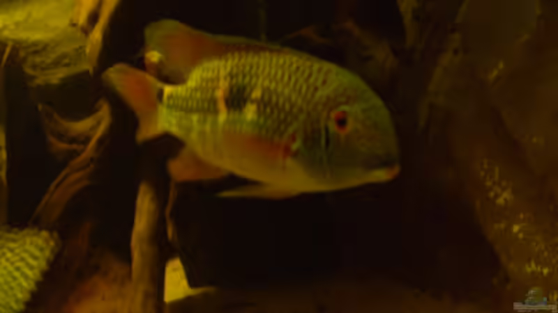 Aquarien mit Aequidens-Arten