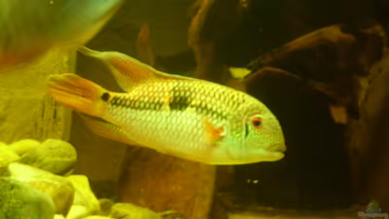 Aequidens diadema Bock, in Richtiger Färbung. von pfauenauge36 (17)