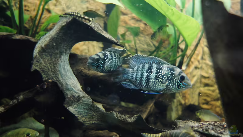 Aequidens Pucher (Blaupunkt-Buntbarsch) von 1887woeh (10)