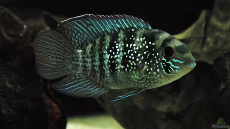 Aquarien mit Aequidens-Arten