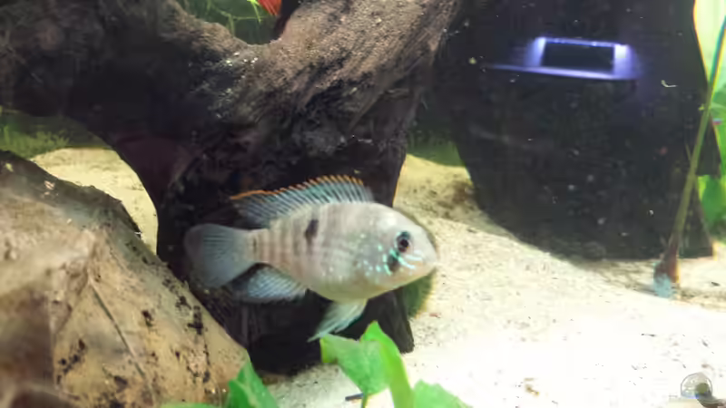 Aquarien mit Aequidens-Arten