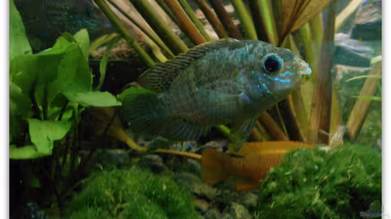 Aequidens pulcher (Blaupunktbarsch) von mariajudyta (35)