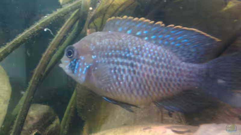 Aequidens pulcher (Blaupunktbarsch) von mariajudyta (52)