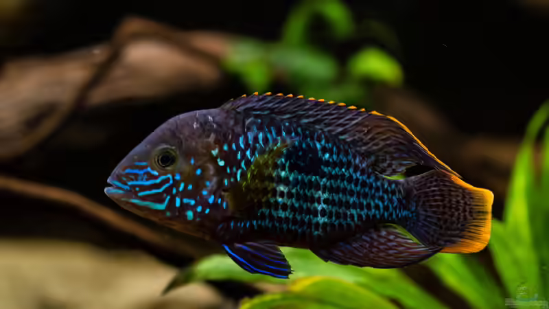 Aequidens rivulatus - Goldsaumbuntbarsch von GoreSlayer (59)