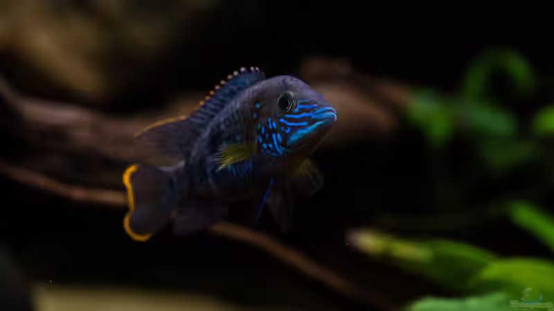 Aequidens rivulatus - Goldsaumbuntbarsch von GoreSlayer (72)