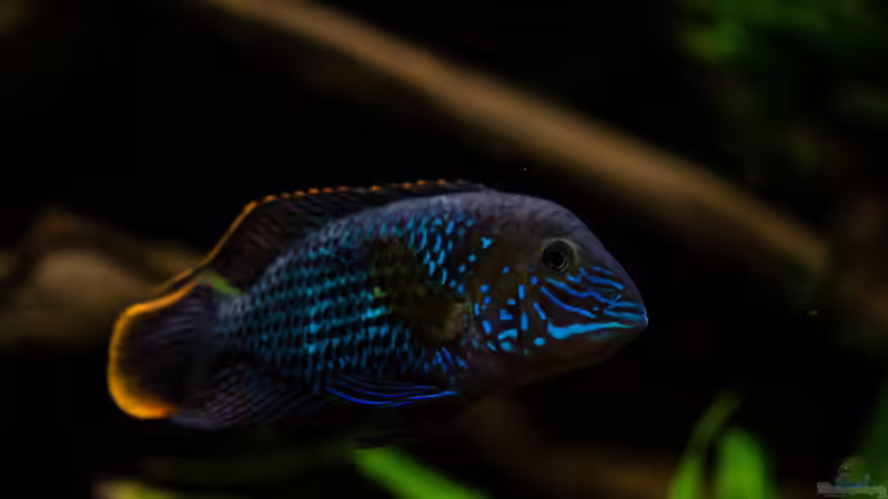 Aquarien mit Aequidens rivulatus (Einrichtungsbeispiele für Goldsaumbuntbarsch)