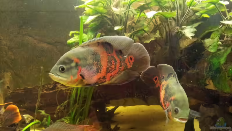 Aequidens rivulatus von Barbara Langenberger (23)