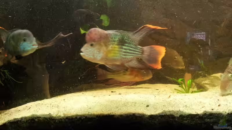 Aquarien mit Aequidens-Arten