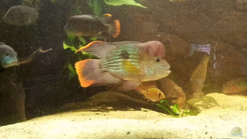 Aquarien mit Aequidens rivulatus (Einrichtungsbeispiele für Goldsaumbuntbarsch)