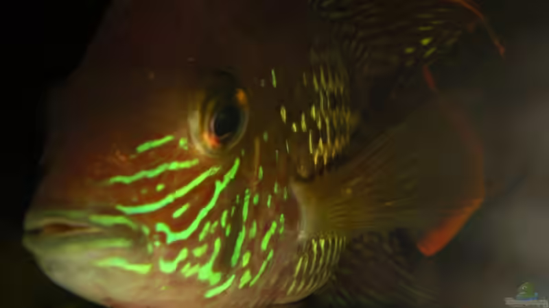 Aquarien mit Aequidens rivulatus (Einrichtungsbeispiele für Goldsaumbuntbarsch)